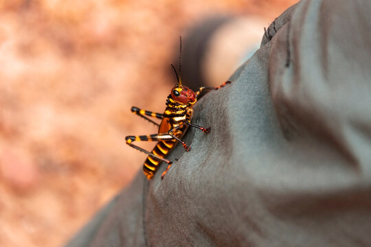 Close-up of a Lubber Grasshopper (Romalea guttata), Canaima National Park, Venezuela