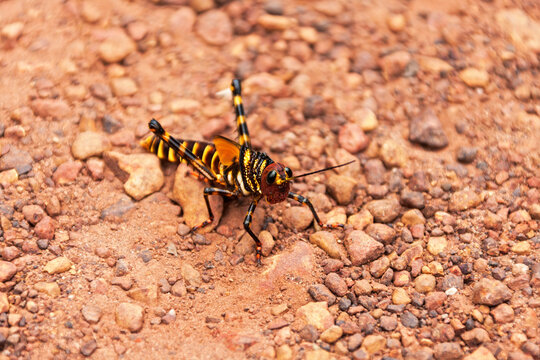 Close-up of a Lubber Grasshopper (Romalea guttata) on stone, Canaima National Park, Venezuela