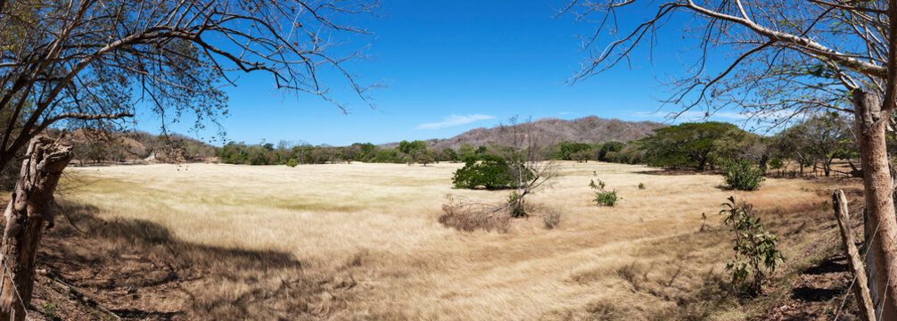 View across a summer cornfield being blown by the wind, Samara, Costa Rica