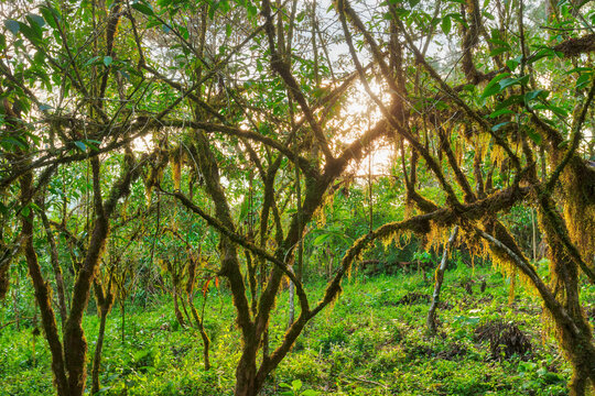Trees covered with moss and grass in forest
