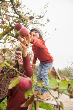 Family picking apples in an apple orchard, Bavaria, Germany