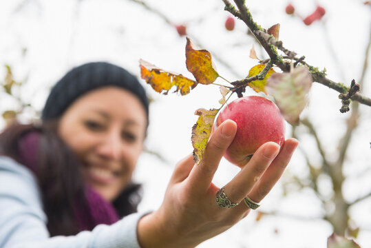 Close-up of a woman picking an apple from a tree in an apple orchard, Bavaria, Germany