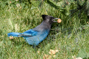 Steller’s Jay (Cyanocitta stelleri) in coniferous forest, Anchorage, Alaska, USA