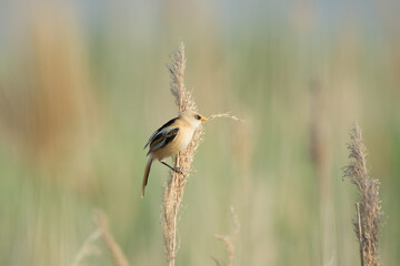 bearded reedling, panurus biarmicus juv. male