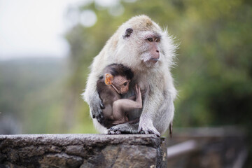 Egret monkey with baby