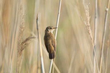 great reed warbler acrocephalus arundinaceus 
