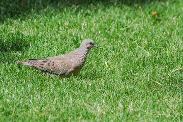 Eared Dove (Zenaida auriculata) in park, Buenos Aires, Argentina