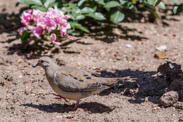 Eared Dove (Zenaida auriculata) in park, Buenos Aires, Argentina