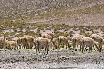 Vicunja wild in Anden mountains Chile South America