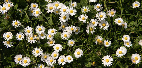 wallpaper seamless backgroind of field of daisies in spring