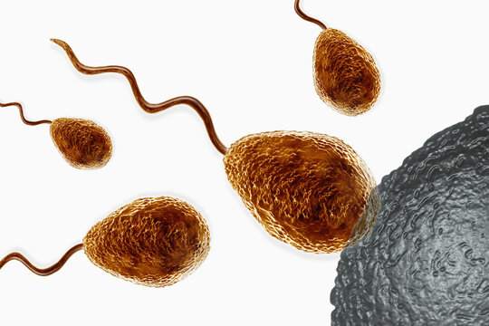 Reproduction process in humans