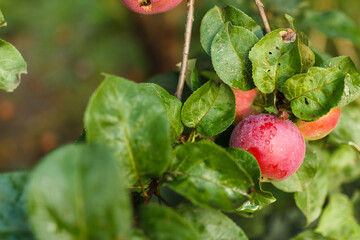 red apples on a branch