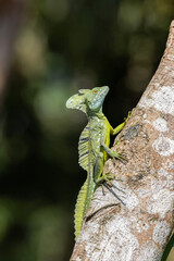 Basilisk genießt die Sonne im Tortugero Nationalpark in Costa Rica