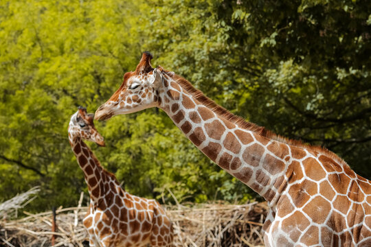 Giraffe