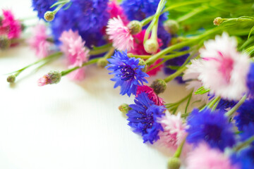 ヤグルマギク_白背景