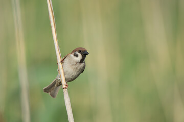 Eurasian tree sparrow Passer montanus