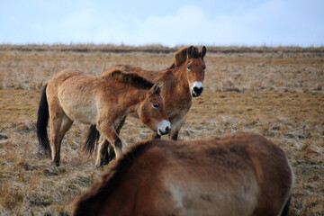 Przewalski's horse on a spring pasture. Horse rescue program, restoration of the steppe in the Dívčí hrady locality, Czech Republic. Rare and endangered wild horse. originally native in Central Asia.