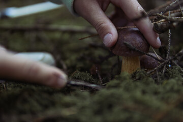 children's hands cut off a mushroom that grows in the forest near a close-up on the hands and a mushroom, spring landscape of the forest there is a place for an inscription