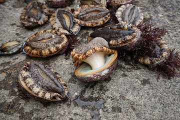 Alive abalone
