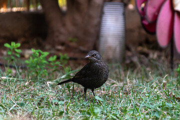 Female Black bird in the Garden