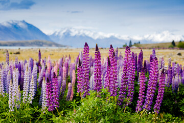 Lupins on the shore of Lake Tekapo, New Zealand