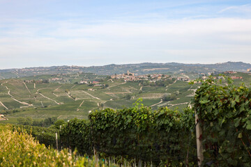 Naklejka premium Langhe vineyards near Serralunga d'Alba. Unesco Site, Piedmont, Italy