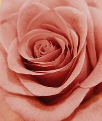 Middle of a beautiful fresh rose flower, close up