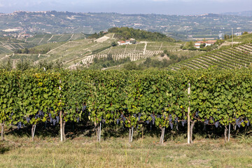Fototapeta na wymiar Langhe vineyards near Barolo and La Morra, Unesco Site, Piedmont, Italy