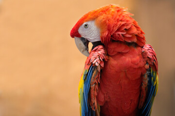 Red macaw parrot.
 The plumage is painted bright red, the feathers above the tail and the lower part of the wings have a blue color, the beak is beautiful massive with a curved shape.