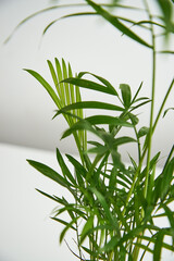 A green houseplant, parlour bella palm, in a plant pot against a white background