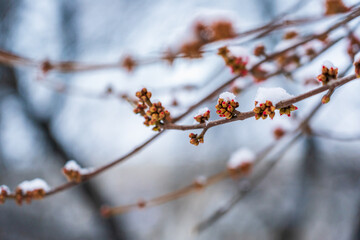 Spring swollen buds on a tree branch in the snow. Background