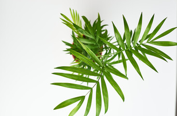 A green houseplant, parlour bella palm, in a plant pot against a white background