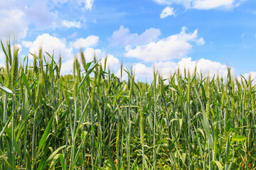 Obraz premium Spring shoots of wheat in a field with beautiful sky. Background
