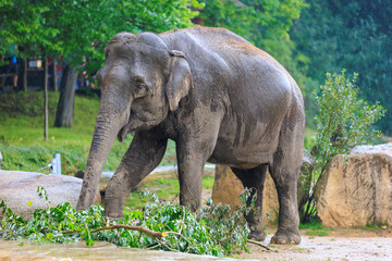 The elephant during the rain. Background with selective focus and copy space