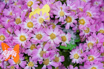 The first spring flowers in the snow are on sale. Background, selective focus