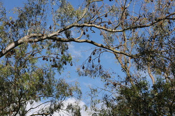 Fledermäuse (Flying Foxes) hängen am Baum in Melbourne