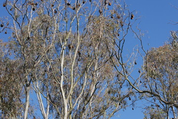 Fledermäuse (Flying Foxes) hängen am Baum in Melbourne