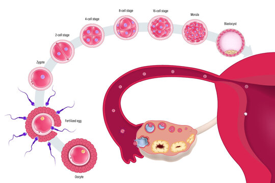 Diagram of early human embryonic development. Human embryogenesis. Ovulation. Oocyte, Fertilization, Zygote, 2-cell, 4-cell, 6-cell, 8-cell, 16-cell stage, Morula, Blastocyst.