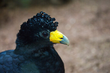 Black curassow.
 This is a large bird, almost the size of a turkey, from the krax family, which lives in South America and belongs to tropical chicken birds. On the head is a large crest of feathers.