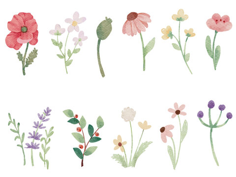 watercolor tiny wild flower botanical elements collection