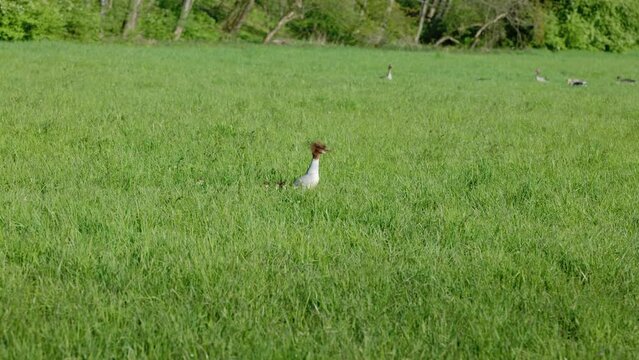 Wasservogel mit Nachwuchs in Wiese