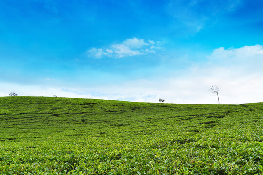 Landscape tea plantation on a sunny day with blue sky, natural background