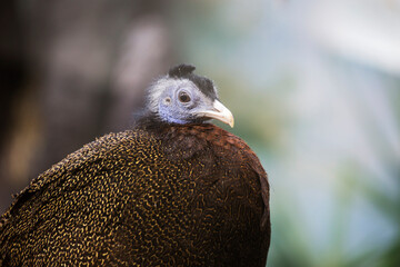Great argus (Latin Argusianus argus).
 Amazing, incredibly beautiful birds that are a cross between pheasants and peacocks. The feathers on the bird's back are brown-gray with white specks. Argus is w