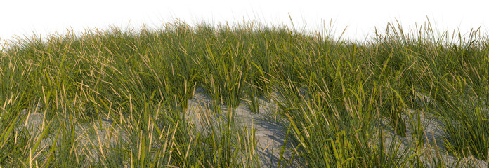 beach grass sand dune foreground hq arch viz cutout full dof - obrazy, fototapety, plakaty
