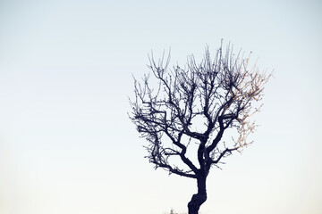 Fototapeta na wymiar Silhouette of a fruit tree without leaves