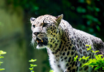 Portrait of a Persian Leopard