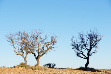 Silhouette of a fruit trees without leaves