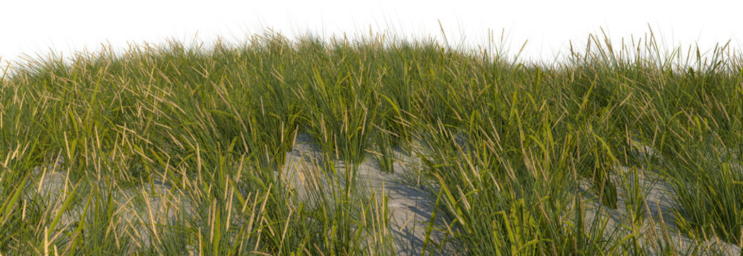 beach grass sand dune foreground hq arch viz cutout full dof