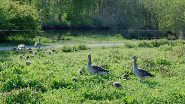Graug&auml;nse mit Nachwuchs in Naturschutzgebiet