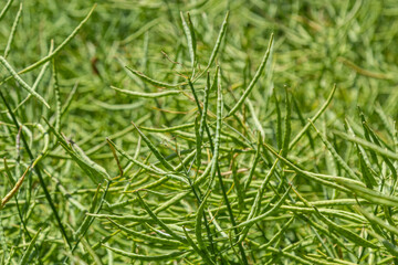 Rapeseed field before harvesting. Brassica napus, oilseed rape